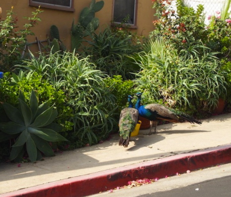 Victor Heights Peacocks Echo Park Los Angeles